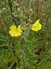 Oenothera wolfii
