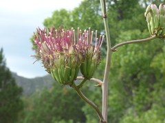Agave palmeri