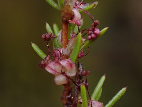 Needle-Leaved Ricebush (Cliffortia erectisepala)