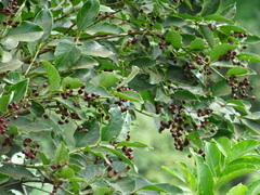 Lagerstroemia microcarpa