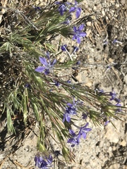 Eriastrum densifolium