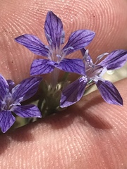 Eriastrum densifolium