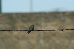 Cynanthus latirostris