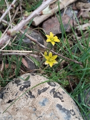 Yellow Star-of-Bethlehem (Gagea tenera)
