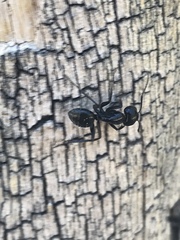 Camponotus laevissimus