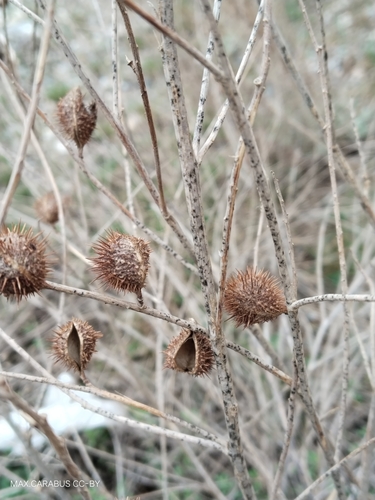 Glycyrrhiza triphylla (Glycyrrhiza triphylla)