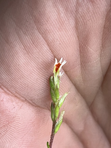 Bush Slugwort (Hebenstretia robusta)
