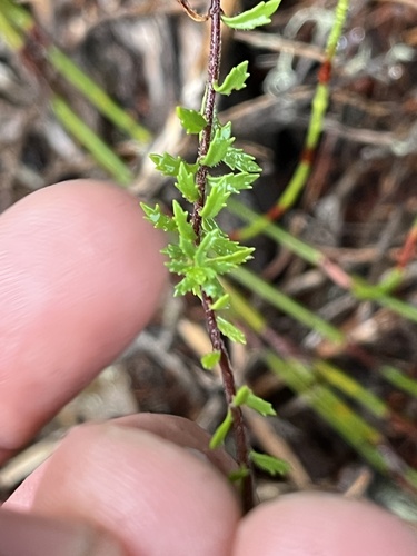 Image of Hebenstretia robusta by (c) Ren Hoekstra, some rights reserved (CC BY)