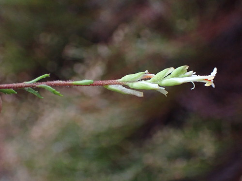 Image of Hebenstretia robusta by (c) Ren Hoekstra, some rights reserved (CC BY)