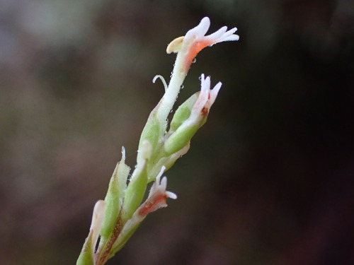 Image of Hebenstretia robusta by (c) Ren Hoekstra, some rights reserved (CC BY)