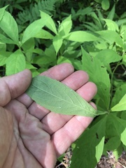 Oclemena acuminata image
