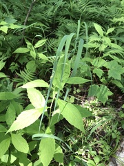 Oclemena acuminata image
