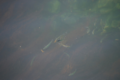 Atheriniformes