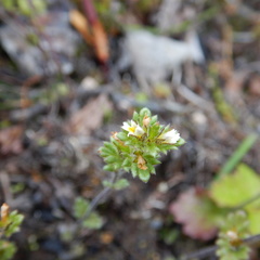 Euphrasia subarctica