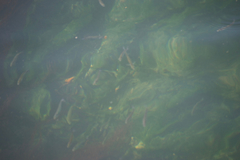 Atheriniformes