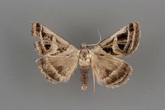 Callistege intercalaris