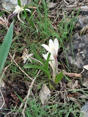 Colchicum kesselringii