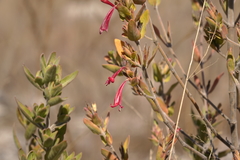 Hypoestes
