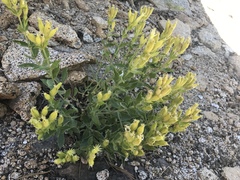 Silene parishii