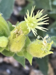Silene parishii