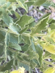 Silene parishii