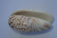 Oliva bulbosa