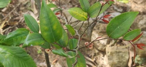 Orophea observed 2025-03-23