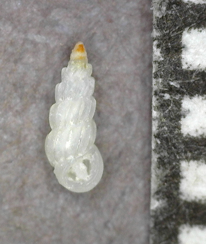 Pandalosia ephamilla observed 2025-03-05