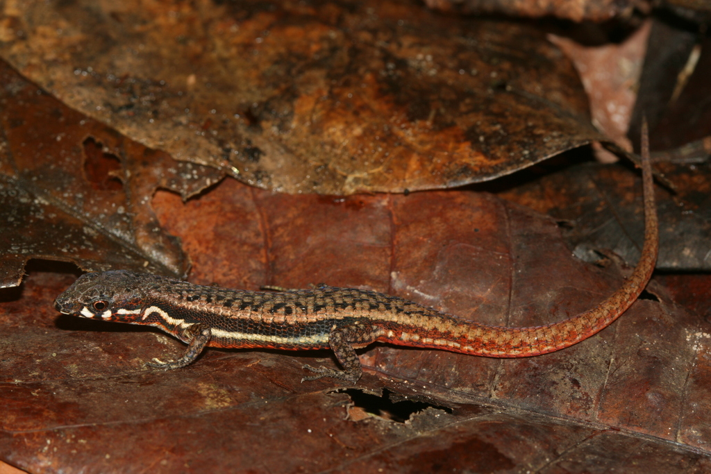 Eigenmann's Prionodactylus