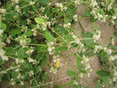 Alternanthera obovata