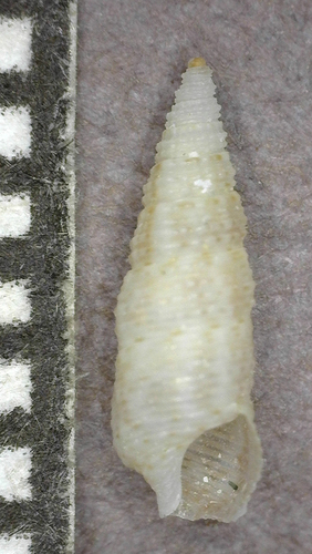 Cerithium placidum observed 2025-03-05
