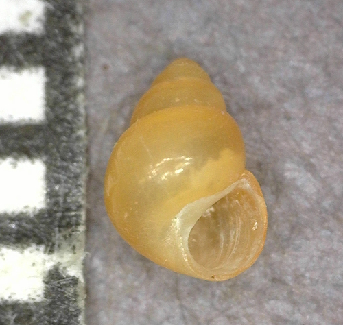 Assiminea nitida, 2025-03-05