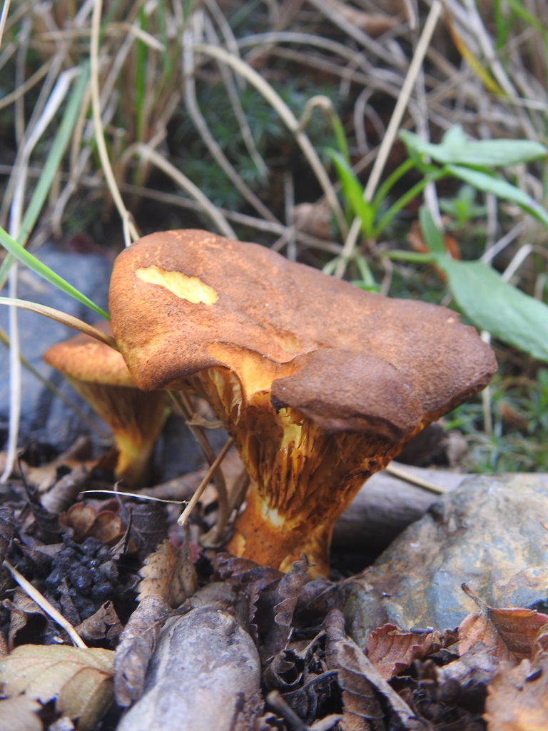 Austropaxillus statuum · March 2025 · photo: © marreginas (iNaturalist, cc-by)