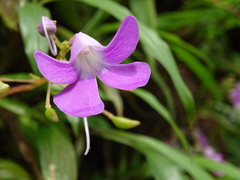 Impatiens acaulis
