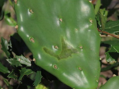 Cactoblastis cactorum