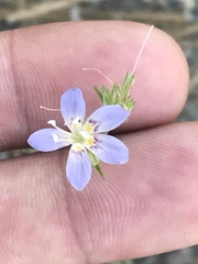 Eriastrum sapphirinum
