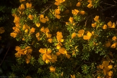 Pultenaea maritima