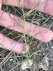 Eriastrum sapphirinum