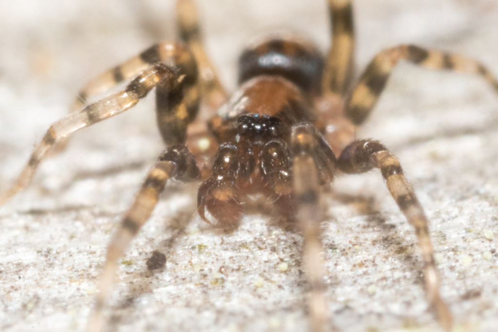 Phrurotimpus umbratilis