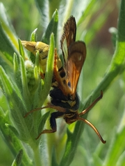 Paranthrene robiniae