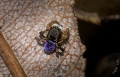 Maratus anomalus