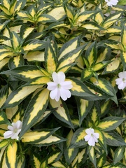 Angiospermae