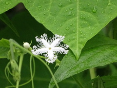 Trichosanthes cucumerina