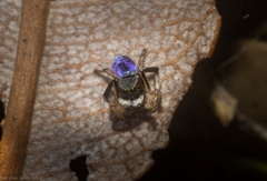 Maratus anomalus