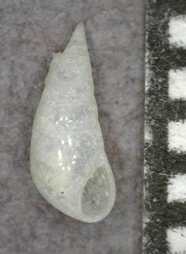 Melanella observed 2025-03-05