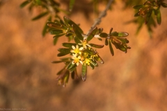 Pseudanthus orientalis