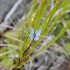 Lomatogonium rotatum