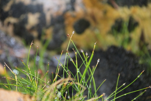 Image of Isolepis digitata by no rights reserved