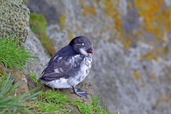 Least Auklet photo 4