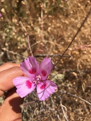 Clarkia gracilis sonomensis
